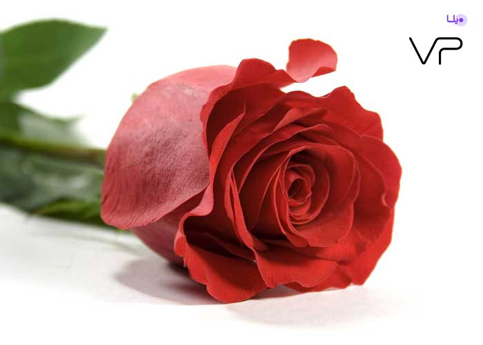 روز ولنتاین